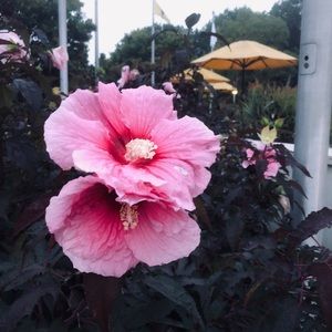 Meet your Posher, Chantel